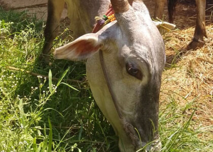 Explore Hatti Gowanthana