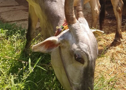 Explore Hatti Gowanthana