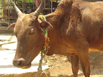 Explore Hatti Gowanthana