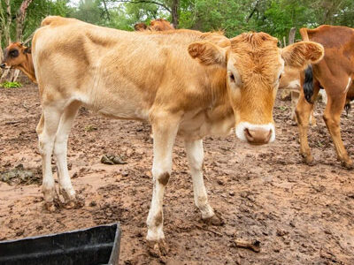 Explore Hatti Gowanthana