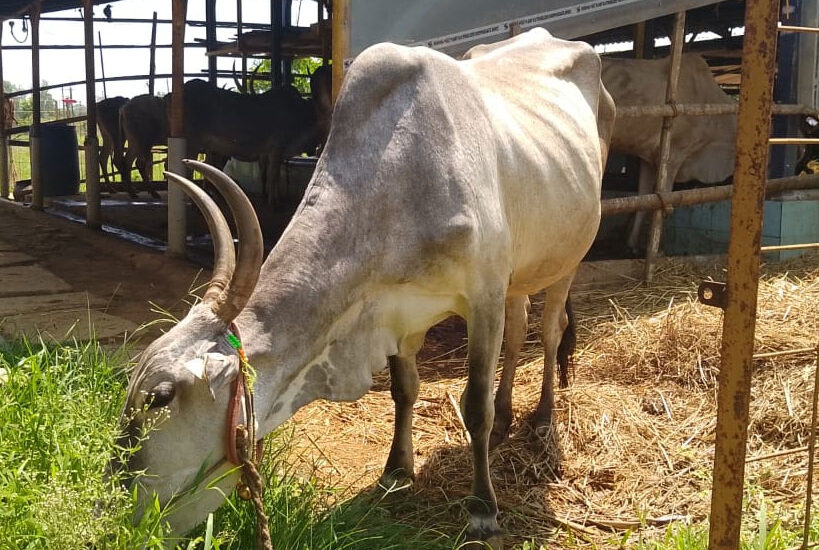 Explore Hatti Gowanthana